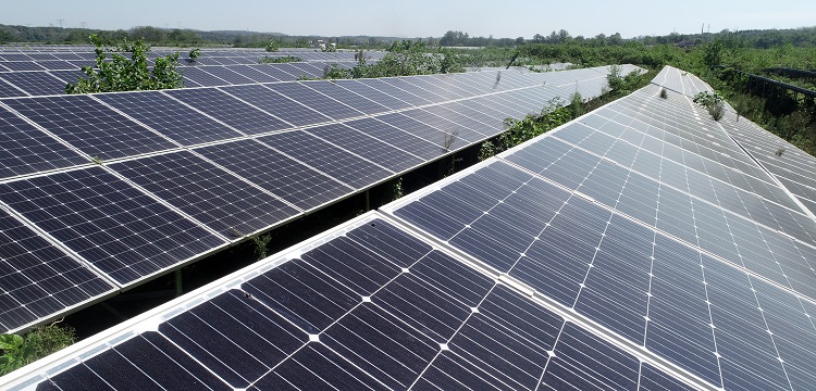 DOCA誘導(dǎo)主動脈瘤小鼠模型