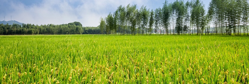 農(nóng)業(yè)外來(lái)入侵物種調(diào)查