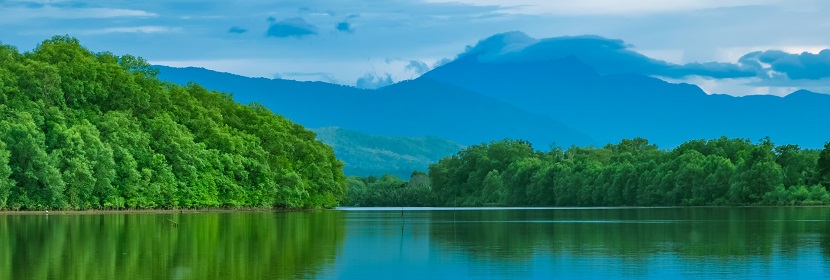 紅樹(shù)林調(diào)查